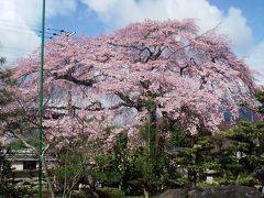 池の茶屋から桜守・佐野邸界隈の春