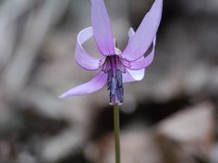 今年も森の妖精を求めてハイキングを実行④弟富士山のカタクリについて