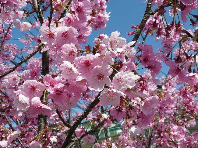 2日前に続き春真っ盛りの陽気に誘われ かって一度も訪れたことのない<br />(6月の花菖蒲の時期には数回訪れましたが)<br />大村公園のサクラ見物に出掛けました<br /><br /> 好天の日曜日。。。サクラは満開 花見客も満開な公園でした<br /><br />そして 29日は?歳の誕生日・・・多くのトラベラーさんからは <br /> お祝いMSGを頂き ありがとうございました<br />お顔も知らないトラベラーさんからのMSGは嬉しい限りです<br /><br />バースデーランチは 大好きな「ステーキ」をwifeからの祝福♪でした。<br /><br /><br /><br />