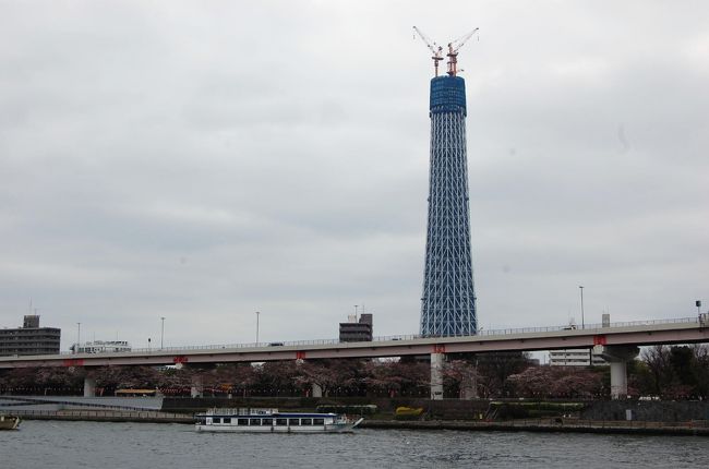 ２０１０年３月２８日、花冷えのする一日だったが、明日には東京スカイツリーが東京タワーを高さで超えると云うので、隅田公園の花見を兼ねて東京スカイツリーを見に行った。<br />（３２８メートル→３３８メートル（３／２９））<br />遠くからは見たことがあるが、間近から見るのは初めてだった。<br />まだ半分の高さだが、それでもかなりスリムで美しく、今から完成が楽しみである。<br />隅田公園の花見は、さすがに規模が大きかったが、３月とは思えない寒さで、桜も３分咲きで止まったままで、あまり盛り上がらなかった。<br /><br />２０１１年はこちら<br />http://4travel.jp/traveler/stakeshima/album/10557438/