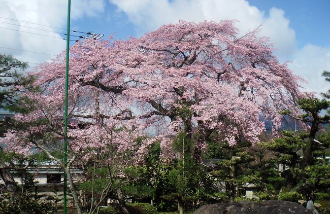 今年の桜は例年になく早い開花が予想されるとTVで云っているが、何の事は無い、いきなりの寒気が押し寄せ、足止めをくった格好の主役達。<br /><br />とは云え、まだ3月の26日だ。焦る事は無い。<br />毎年、どこよりも早く楽しませてくれる桜が無い事はない。<br />広沢池の東南角にある「池の茶屋」だ。<br /><br />700坪の敷地に巨大な枝垂れ桜が2本もある。<br />有難い事に夜にはライトアップまでしてくれる。<br /><br />池の茶屋を東に行くと、有名な桜守の佐野右籐衛門邸の枝垂れ桜もそろそろ見頃を迎えているころだ。