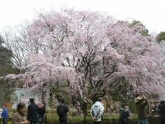 東京都内「桜の名所めぐり」ー１ー『六義園（りくぎえん）』編