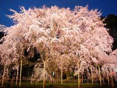 六義園枝垂れ桜