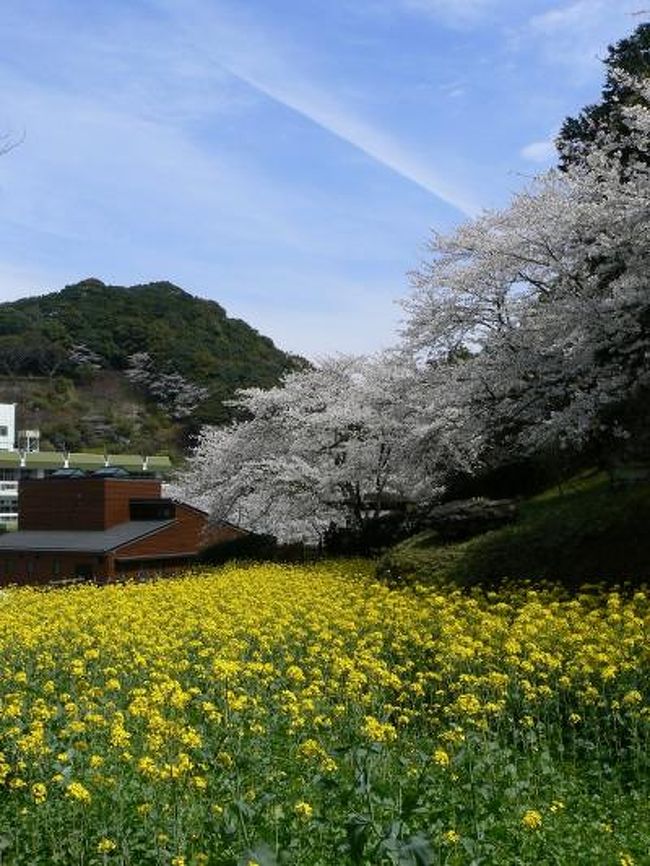 去年の今頃は転勤の準備で忙しくて花見どころではありませんでした。今年は２年分の桜を見るぞ〜。第２弾は西海編です。<br /><br />☆桜坂＠松島<br />西彼杵（にしそのぎ）半島の沖合約2kmに浮かぶ松島（まつしま）。ここで、3月20〜28日に第１回松島桜坂まつりが開催されました。<br /><br />☆七ツ釜鍾乳洞<br />せっかくの遠出なので、さらに10kmほど北にある七ツ釜鍾乳洞にも寄ることにしました。バス便の都合で七ツ釜鍾乳洞へ先に行きます。<br />