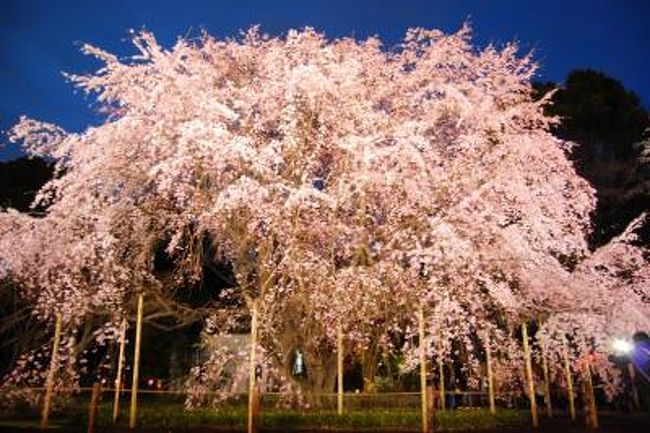 六義園の枝垂れ桜を見に行きました。<br />昼過ぎから急激に気温が下がって<br />寒かったです。