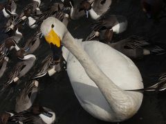 こらんしょ♪福島・番外編！「ちゃむたの観察日記」～白鳥さんがんばれ～！応援プロジェクト！！（第２弾）