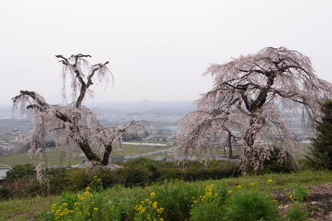 なかなか春らしい天気にならないので桜の蕾も膨らむのを躊躇しているのでしょうか。<br />そんな中、井出町にある地蔵禅院のしだれ桜が見ごろと聞いて出掛けました。<br />その後は、山背（やましろ）古道の蟹満寺、神童寺と京田辺の観音寺を訪ねました。<br /><br />山背古道は、京都と奈良を繋ぐ道で、北は城陽市から南は木津川市まで南山城をうねるように通ります。<br />詳しくはこちらをご覧ください。<br />http://www.yamashiro-kodo.gr.jp/contents/index.html