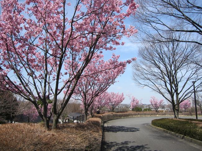 お花見　神奈川県立保土ヶ谷公園　2012 4/13 ,2010/3/27<br />○一寸だけ写真追加；2012年4月撮影<br /><br />例年行われてる保土ヶ谷公園でお花見です。<br />近所の料理同好会男仲間・手ずくり弁当作成しての小宴会です。<br /><br />ヨコハマキザクラは満開でしたが、<br />ソメイヨシノ等はこれからでした。<br />一寸涼しかったですが、晴天下の公園宴会は爽やか＆愉快！<br /><br />☆同じ場所旅行記...チョット年ごとに違う<br />○お花見　神奈川県立保土ヶ谷公園　2010/3/28<br />　http://4travel.jp/traveler/rocky/album/10321630/<br />○ヨコハマヒザクラ　県立保土ヶ谷公園 2008/3/29<br />　http://4travel.jp/traveler/rocky/album/10229302/<br />○ヨコハマヒザクラ　桜桜?　　　　　 2008/3/29<br />　http://4travel.jp/traveler/rocky/album/10229626/<br />○アートホール＆運動公園のある　保土ヶ谷?2006/4/2<br />　http://4travel.jp/traveler/rocky/album/10063941/