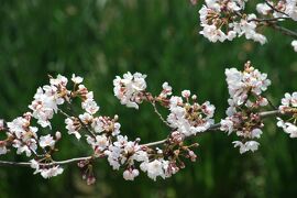 2010春、五分咲の五色園の桜(2/4)：ソメイヨシノ、大安寺本堂、明治天皇・皇后立像