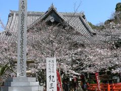 日本の旅　関西を歩く　和歌山市、日本さくら名所１００選の紀三井寺１
