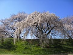 木曽川堤の桜並木