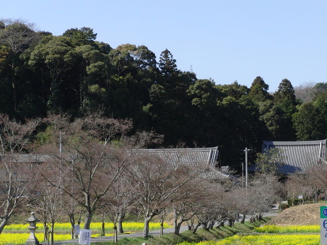 木津川沿いは、大好きな十一面観音の宝庫。<br />面白いことに、寺々の来歴を辿ると必ず奈良東大寺に突き当たる。そう、木津川沿いは、天平の昔から奈良の都と強いつながりがあったのだ。<br />ずっとこの地域に興味のあった私は、多くのトラベラーさんの旅行記を拝見し、居てもたってもいられなくなってしまった。<br />いつもは公共交通機関で旅する私だが、バスも電車も不便な地域ゆえ、大冒険の車で行くことに。それも独りで。<br />１泊２日でてんこもりの仏像に会ってきた。<br /><br />全行程<br />１日目　島ヶ原正月堂（観菩提寺）、海住山寺、蟹満寺、寿宝寺、観音寺、西教寺<br />２日目　三井寺、醍醐寺<br />この旅行記は、その５ <br /><br />