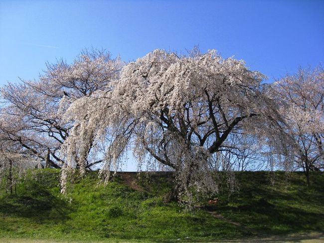 木曽川堤の桜が七分咲きになったと聞いたので早速お出かけ<br /><br />満開に近い桜が沢山ありましたのでとても綺麗でしたよ<br /><br />900台の無料駐車場がありますので是非出かけてみてください