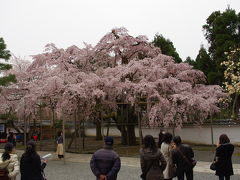 京都の桜２０１０　醍醐寺