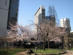 東京の桜を求めてぶらぶらと散策する②常磐橋公園付近