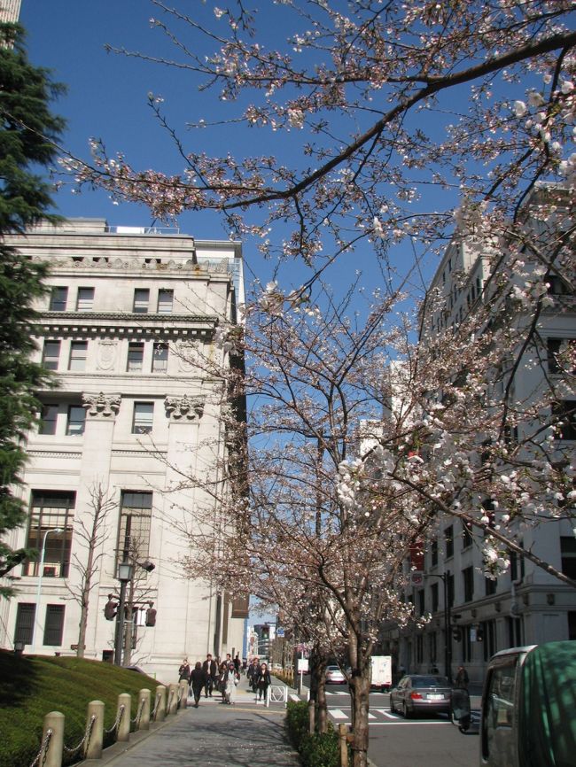 3月30日、午後2時半頃、需要家訪問の序に日本橋の三越前～日本銀行を散策した。　丁度三部～五部咲きの桜が見られ、快晴の青空に高層ビルと桜の花が映えて美しかった。本格的な春はもうすぐという感じであつた。<br /><br /><br /><br /><br /><br /><br />＊写真は日本銀行前の通りに咲いている桜と三井住友銀行ビル