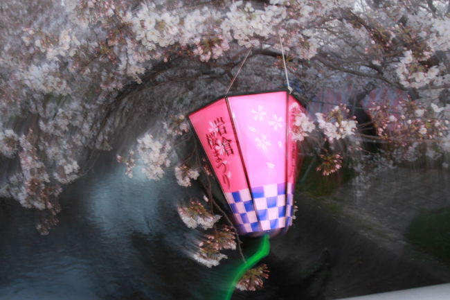 ２０１０年五条川の桜