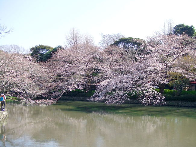 咲き始めの桜と残念ながら3月10日に季節外れの雪と強風で折れてしまった歴史ある大銀杏を見に鎌倉に行って来ました。それと目的はもうひとつ、美味しいもの探しも(^^)