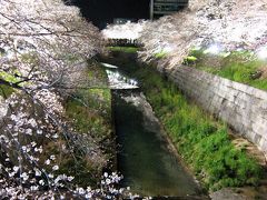 山崎川の桜2010☆八分咲き？