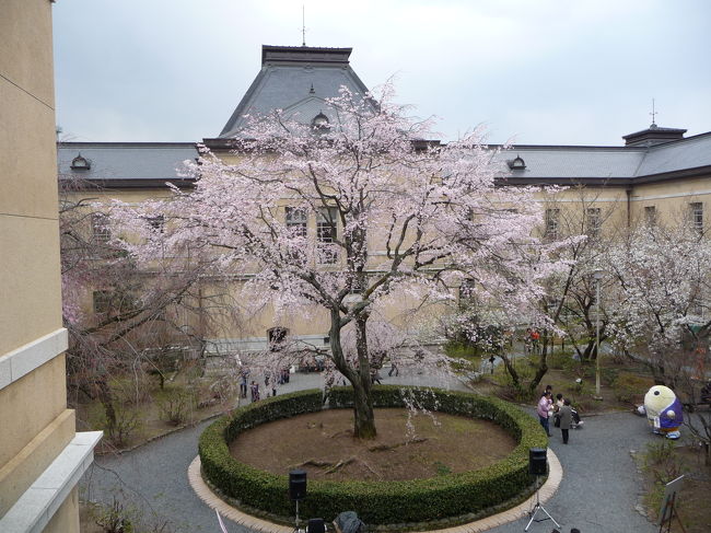 京都府庁の敷地内にある旧本館は明治37年に竣工したルネッサンス様式の近代建築物で、国の重要文化財にも指定されています。<br />一部は現在でも使用され、京都府庁のシンボル的な建物になっています。<br /><br />毎年、春・秋に一般公開も実施され、内部を見学することもできます。<br />中庭には立派な枝垂れ桜もあり、桜の咲くこの時期の一般公開には前から訪れてみたいと思っていました。