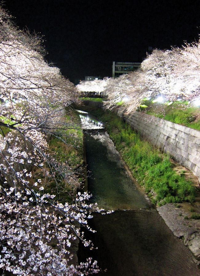 山崎川の今年の桜です。<br />表紙は3月30日の夜桜。
