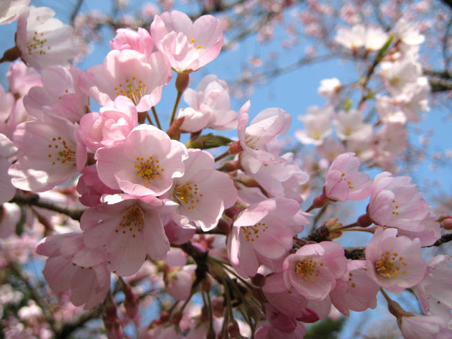 ３月３日・４日は、深大寺で最も有名な行事「だるま市」が催されていました。<br />神代植物公園では、春の花々が咲きだし、桜（大寒桜・東海桜・神代曙・枝垂桜など）が見頃を迎えていました。