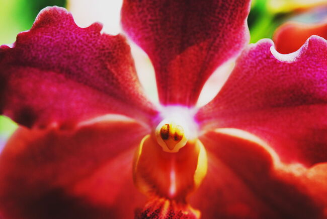 撮影の仕方がようわからんままパシャパシャと撮った<br />オーキッド・ガーデンの蘭の花たち。<br /><br />妖しい魅力におぼれてしまひました。<br /><br />ところで、この蘭の花、恐くない？<br />唐辛子婆には<br />まんなかに昆虫の目玉がついてるみたいで赤いモスラにみえてしまひます。<br /><br />★Singapore　リリーに会いたくて　<br />　普段着のシンガポール　サイトマ　ップ(table of contents) <br />　http://4travel.jp/traveler/tougarashibaba/album/10447182/<br /><br />★Japan　～ミツバチばあやの冒険～　サイトマップ<br /> http://4travel.jp/traveler/tougarashibaba/album/10453406/