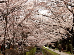 哲学の道、法然院、真如堂で桜を見たにゃん