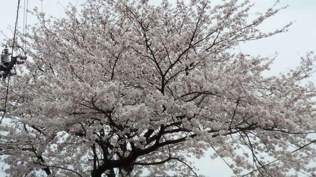 ふつうのソメイヨシノは、３〜４分咲きというところでした。