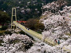 春うらら☆別府の「ラクテンチ」で花見