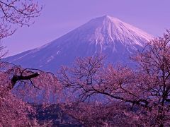 興徳寺の枝垂れ桜