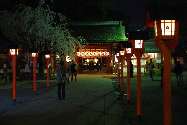 暗くなってからですが、平野神社に来ました。ここも桜の名所として有名ですね。