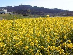 いちご狩りと春の房総半島ちょこっと旅