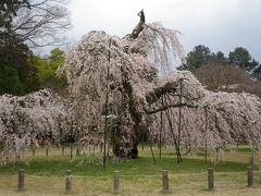 京の春爛漫　　上賀茂神社　2010
