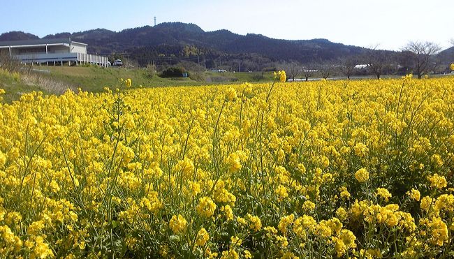 3月下旬、イチゴ狩りがしたいという強い希望の人がいたため(笑)<br />暖かそうな房総半島ドライブへGOです。<br /><br />富津アクアファーム(イチゴ狩り)〜鴨川・カステラ工房ルアーシェイア<br />〜鴨川市・みんなみの里〜鴨川オーシャンパーク(道の駅)<br />〜大多喜城<br /><br />