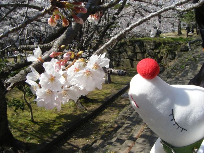 和歌山城と紀三井寺に行ってきました。<br />桜満開！<br />近畿で一番開花が早いかもー。