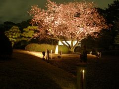 2010年04月桜を見るため関西へ　その２　京都ひとり