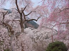 原間の糸桜と身延久遠寺