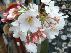 スペインの香りを感じるオフ会＆目黒川の桜