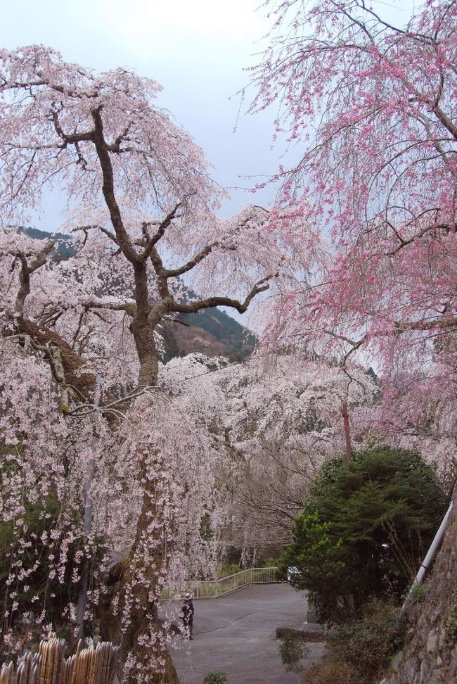 桜を見に行ってきました。