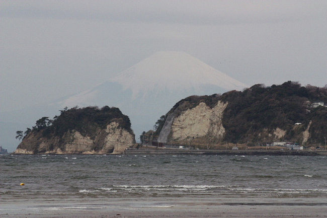 今年の１月３０日に、鎌倉市稲村ガ崎で見損なった珍鳥キヅタアメリカムシクイが、今度は鎌倉市材木座に出ているとの情報で、見に行ってきました。<br /><br />表紙写真は、材木座海岸から富士山を望む。<br /><br />※ 2016.09.10 位置情報登録