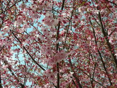 善福寺川の桜