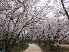 人丸神社の桜