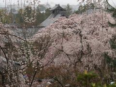 桜の京都～嵐山・天竜寺～