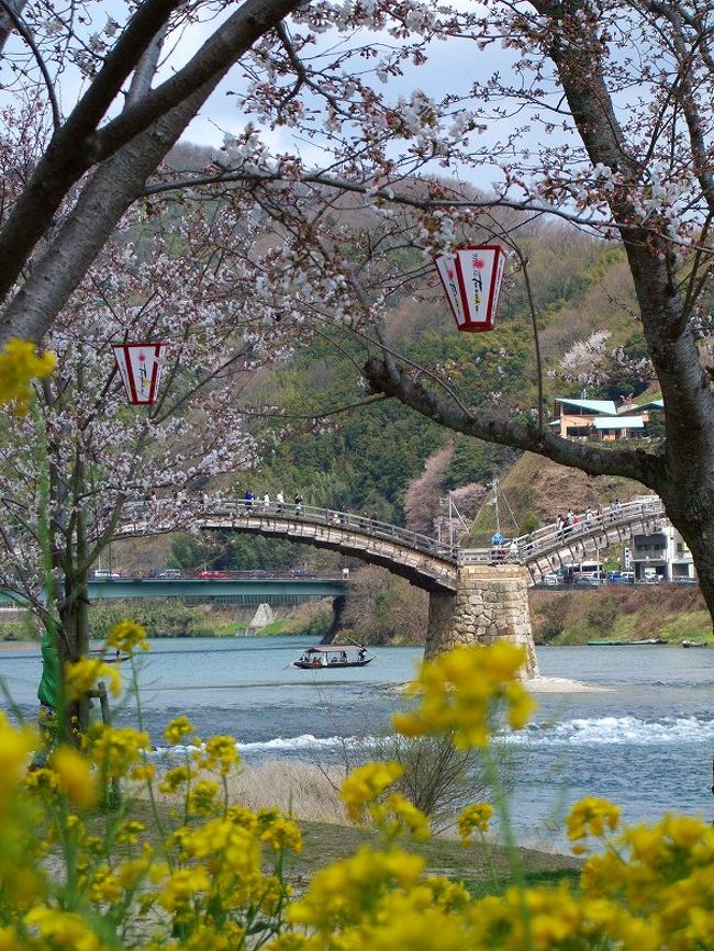 中国地方・今年の桜前線はチョット早すぎですが、４月の桜巡りは予定が一杯で、錦帯橋・宮島・平和公園に行って来ました。