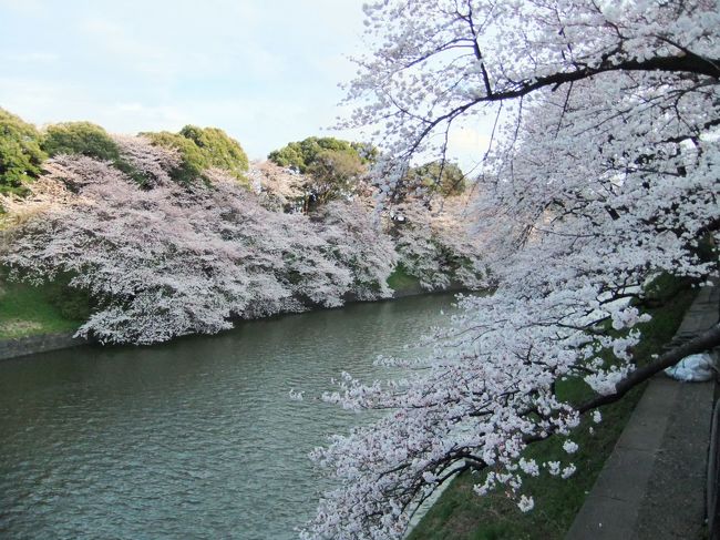 ３月２７日と４月１日に桜を見に行きました。<br />２７日はまだまだ咲き始めでしたが、１日は６〜７分咲きという感じ。<br /><br />風の強い日でしたが、綺麗な桜を満喫することができました！