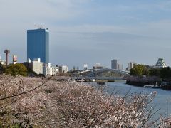 満開近し！毛馬桜ノ宮公園の桜