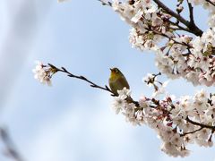 ★山陽小野田市の桜めぐり