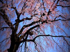 坂戸、慈眼寺のしだれ桜。