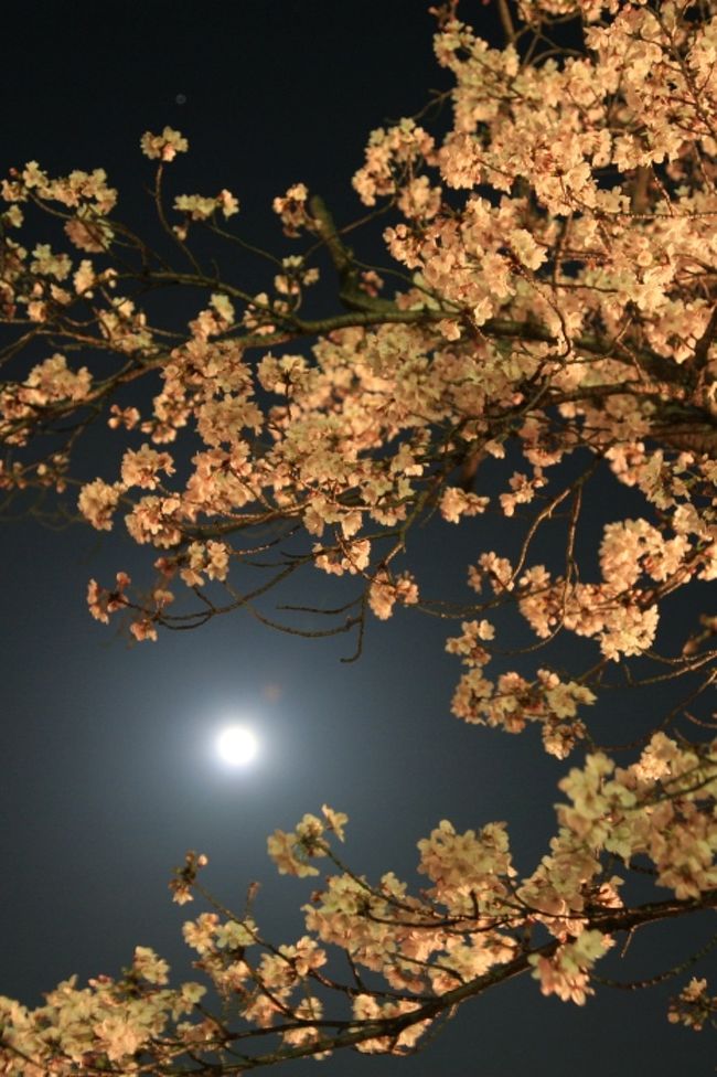 刈谷市の北部丘陵地に広がる洲原公園に夜桜を見に行ってきました。TVのニュースで今夜が満月とのアナウンス・・。聞いてしまったからには、どこかで満月を眺めてみたいものだと・・。<br />天気良し！桜の季節！ライトアップは・・。そそくさと夕飯を済ませ、様子見でカメラを持って出かけました。地元では、ちょっと知られた桜の名所・刈谷市洲原公園。<br /><br />写真は洲原公園の満月とサクラ。